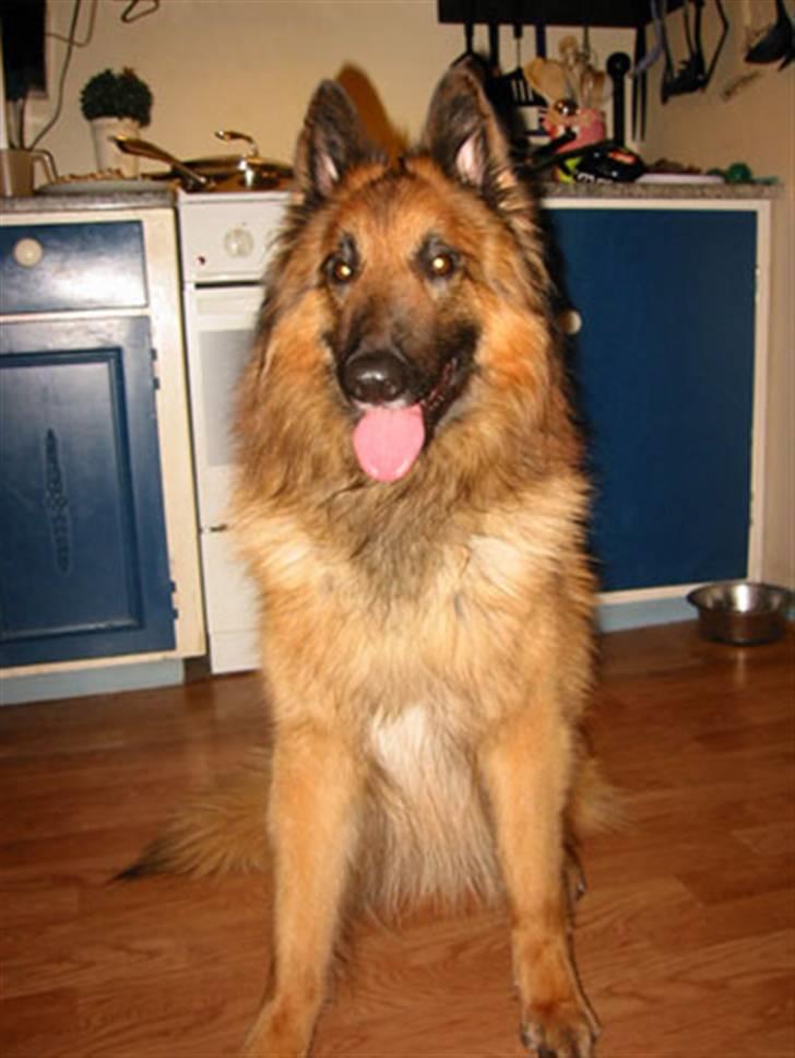 Tervueren Heierås Camaro - sitter på kjøkkenet jeg.. billede 9