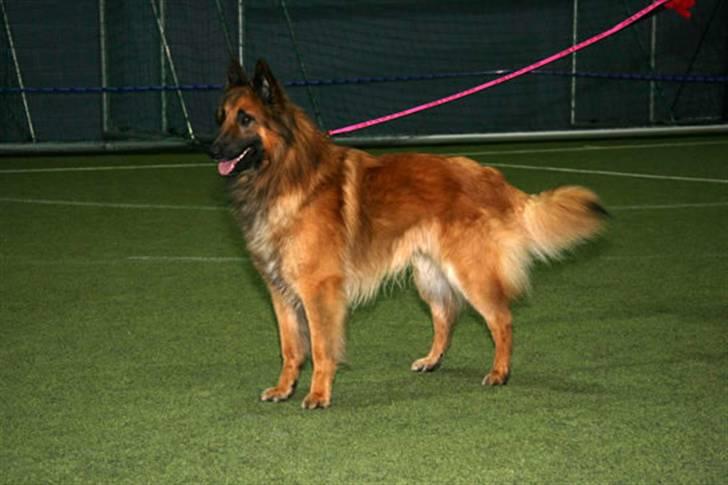 Tervueren Heierås Camaro - hær tar noen pene bilder av meg.. billede 10