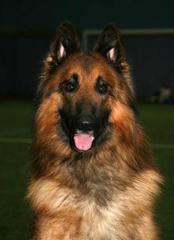 Tervueren Heierås Camaro - hva er det dær?? billede 11