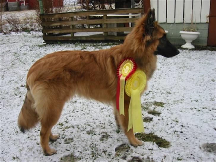 Tervueren Heierås Camaro - hær har jeg vunnet to sløyfer!!:) billede 12