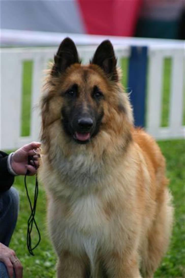 Tervueren Heierås Camaro - hmm, et Kamera.. billede 13