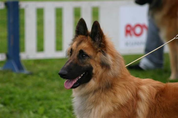 Tervueren Heierås Camaro - er jeg ikke pen dær jeg står? billede 14