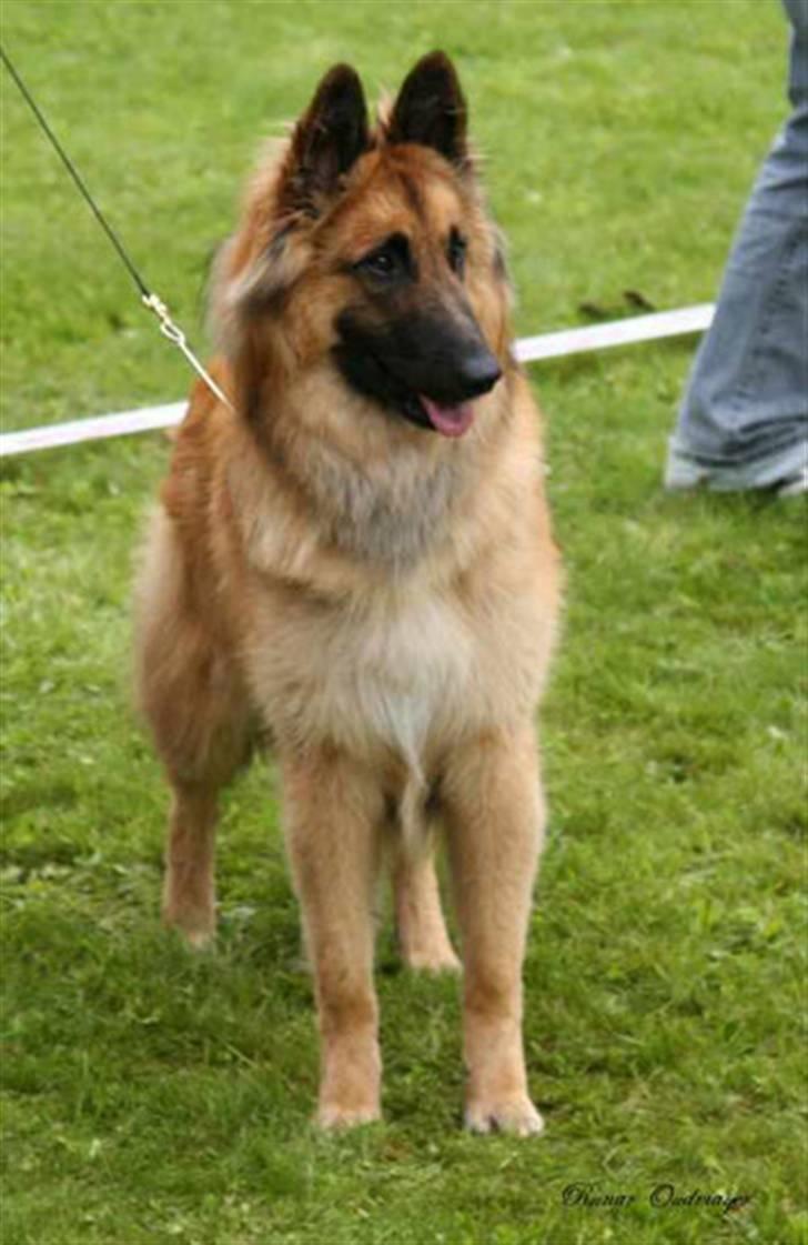 Tervueren Heierås Camaro - hmm.. hva er det dær borte? billede 15