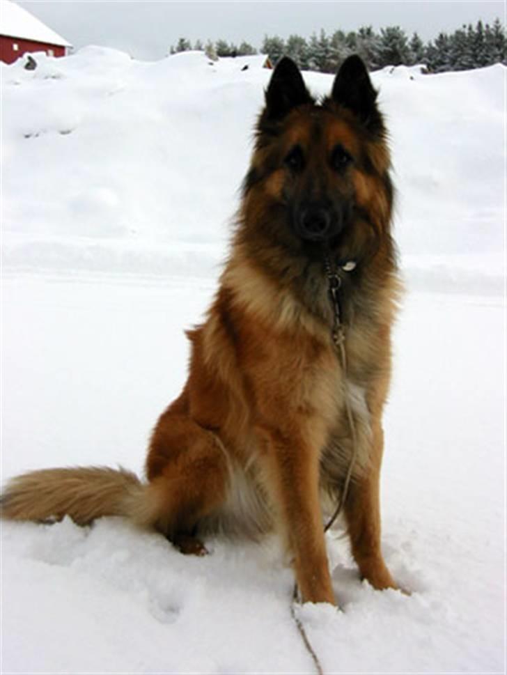 Tervueren Heierås Camaro - Camaro med snø og noe anne i bakgrunn billede 16