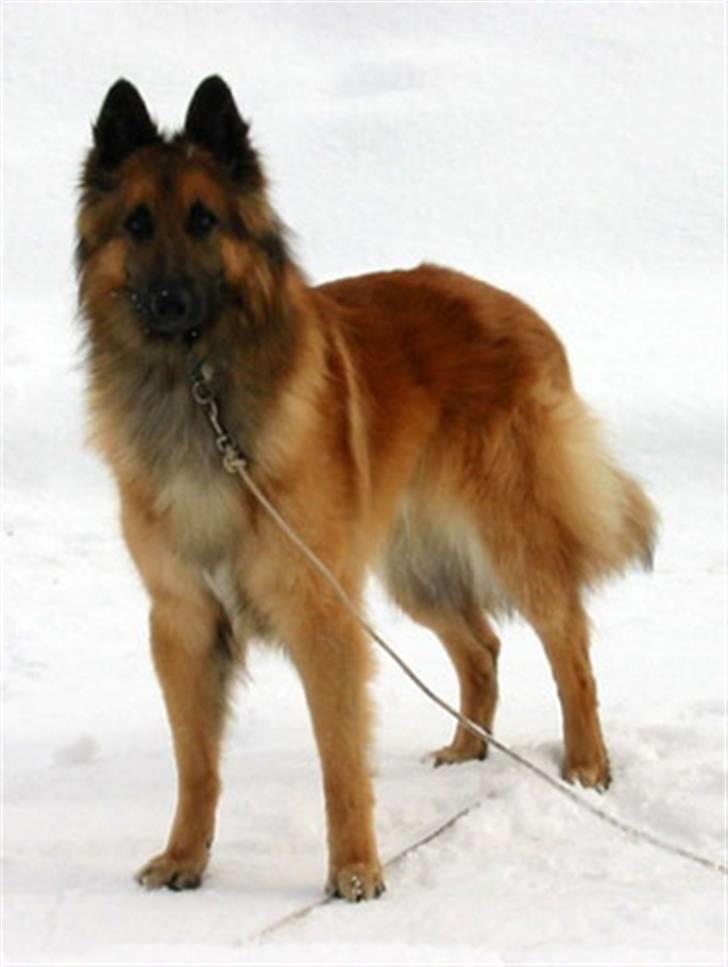 Tervueren Heierås Camaro - Camaro med snø i bakgrunn billede 17