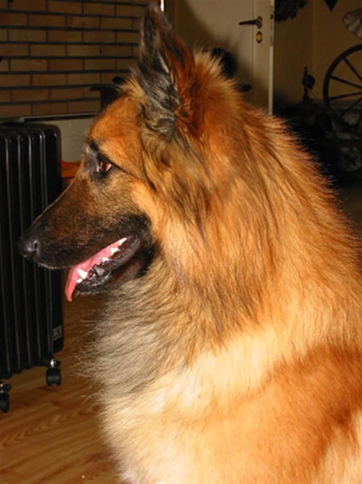 Tervueren Heierås Camaro - nyydelig ja? billede 18