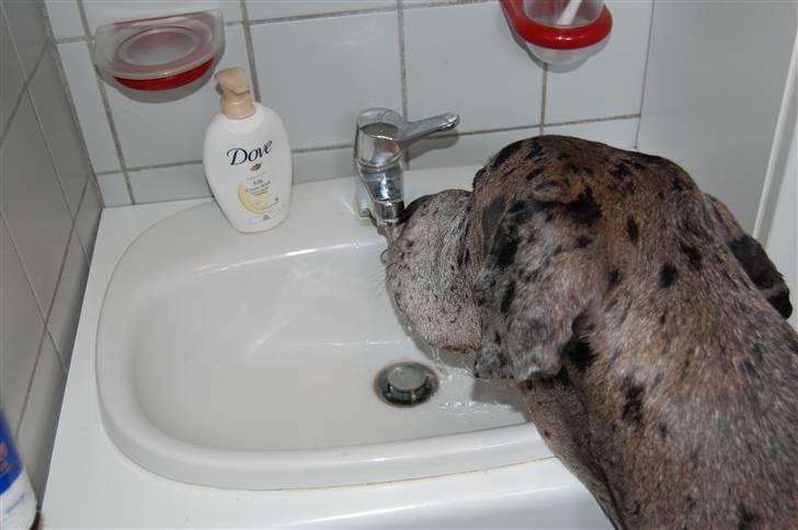 Grand danois Thor - Tjah.. hvad skal man egentlig med en vandskål til en G.D? ;-) billede 15