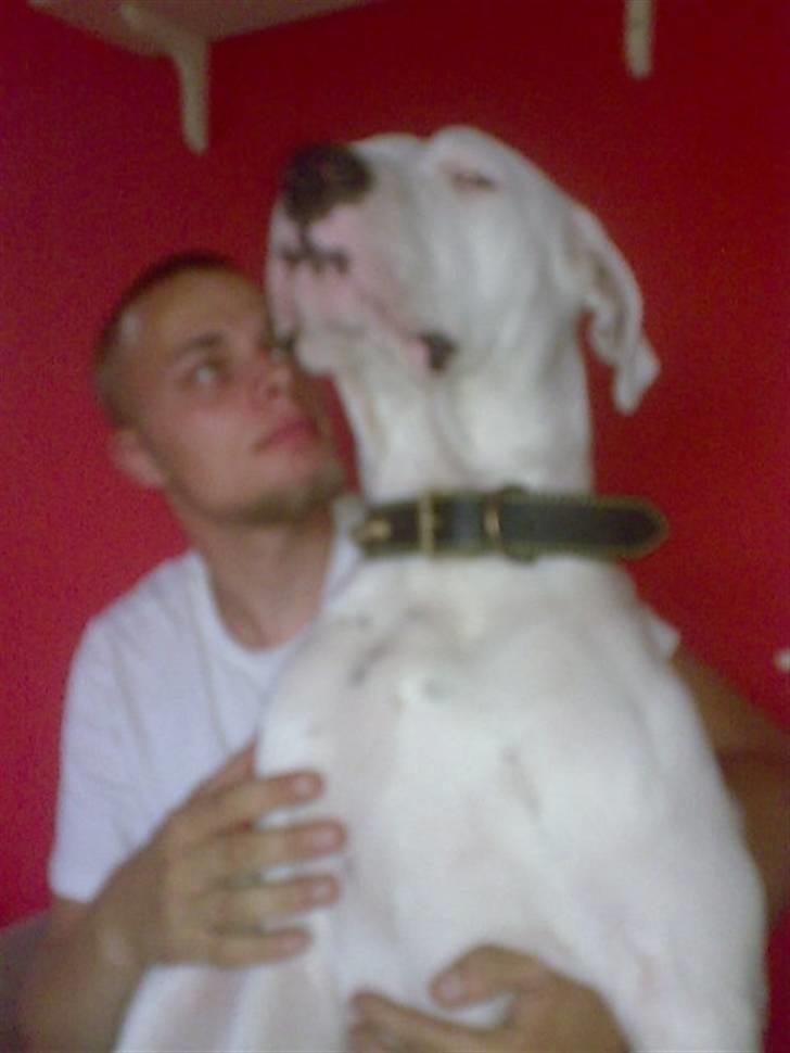 Dogo argentino Artos - sidder med min far er jeg ikk bare stor billede 10