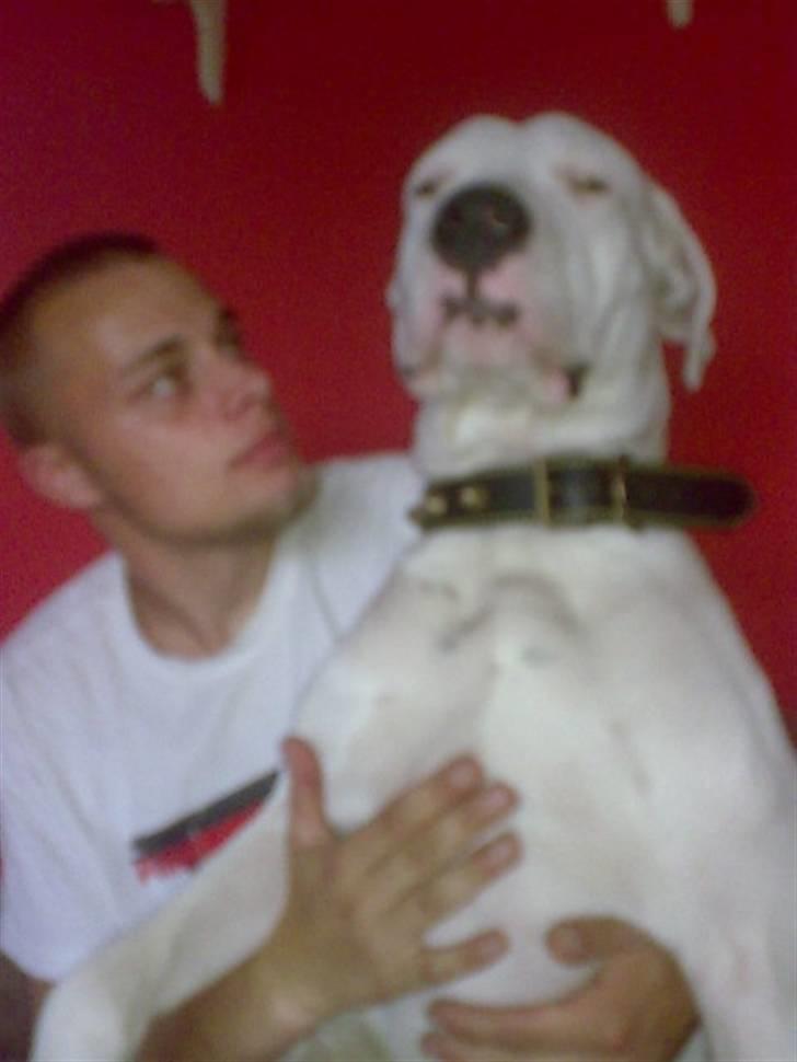 Dogo argentino Artos billede 11