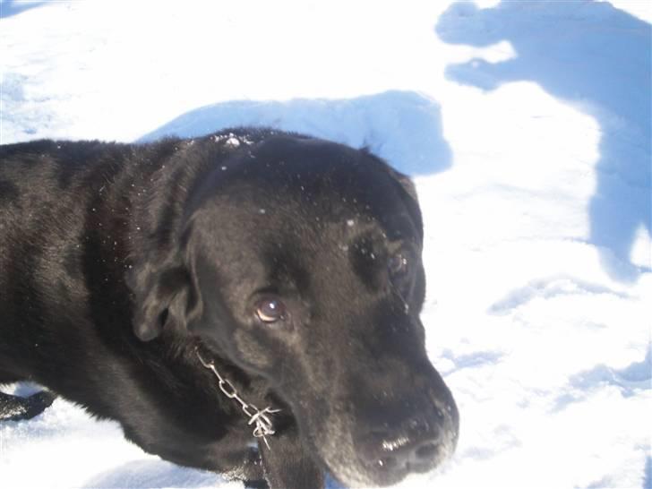 Labrador retriever Nunu billede 1
