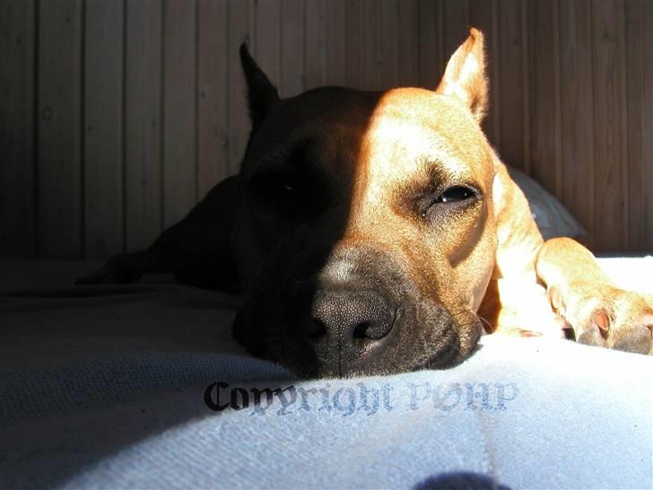 Amerikansk staffordshire terrier Sille - Hvil i fred - billede 11