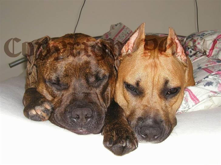 Amerikansk staffordshire terrier Sille - Hvil i fred - billede 12