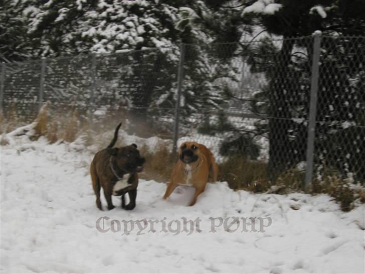 Amerikansk staffordshire terrier Sille - Hvil i fred - billede 13