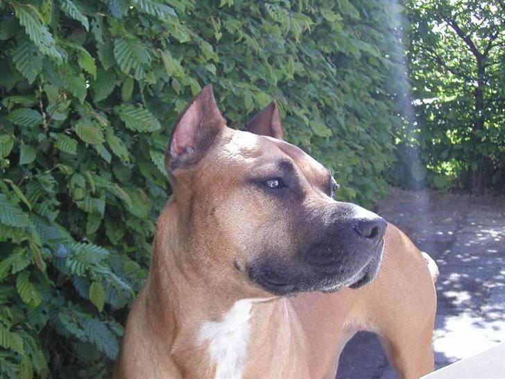 Amerikansk staffordshire terrier Sille - Hvil i fred - billede 14