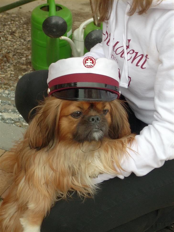 Blanding af racer Zeus - "Så blev jeg student - jeg er SÅ klog ;)" billede 1