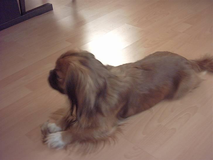 Blanding af racer Zeus billede 2