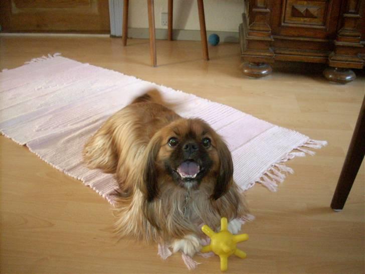 Blanding af racer Zeus - Zeus ÆLSKER sin sutti - den gule dims ved hans poter :-P billede 3