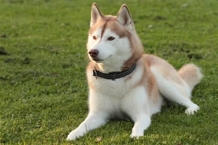 Siberian husky Aqui RIP - Aqui april 2010 - keder sig lidt i en fællesdæk billede 9