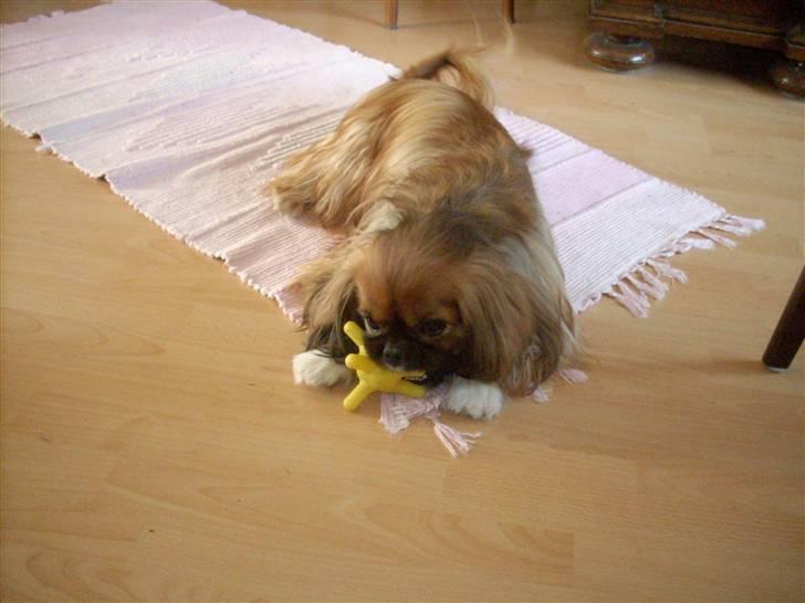 Blanding af racer Zeus - "gnaske gnaske gnaske" billede 4