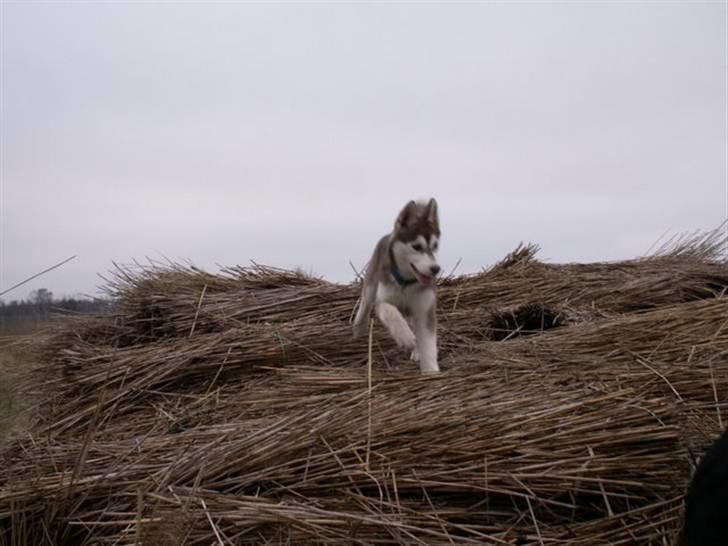 Siberian husky Aqui RIP - De store bunker med strå er noget af det sjoveste der findes billede 11