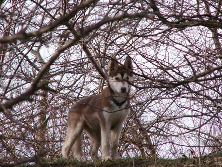 Siberian husky Aqui RIP - Aqui leger skjul billede 6