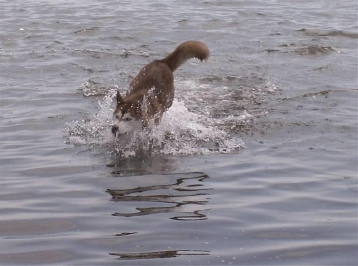 Siberian husky Aqui RIP - Er der noget bedre end en dukkert på en varm sommerdag? billede 12