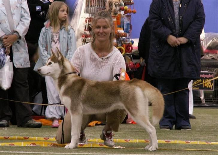 Siberian husky Aqui RIP - Så seriøs kan man se ud, når man er på udstilling billede 13