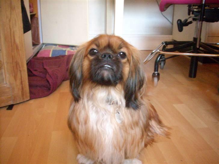 Blanding af racer Zeus - "Her vogter jeg - AT DU VED DET ;)" billede 5