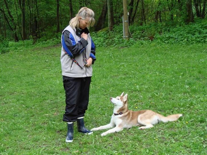 Siberian husky Aqui RIP - Så arbejder vi! billede 14