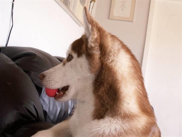 Siberian husky Aqui RIP - Man kan blive meget nært knyttet til en golfkugle billede 15