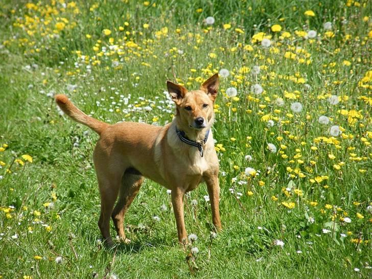 Blanding af racer Lanka RIP - Nyt foto fra 2010 - Lanka er nu 8 år gammel billede 4