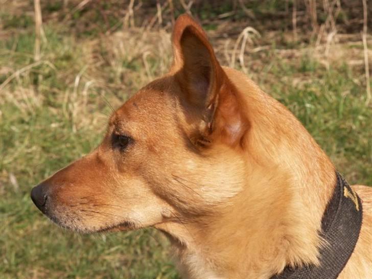 Blanding af racer Lanka RIP - Et foto i profil må man også have. billede 5