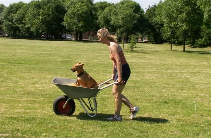 Blanding af racer Lanka RIP - Så kører vi stærkt og får racer-ører. billede 6