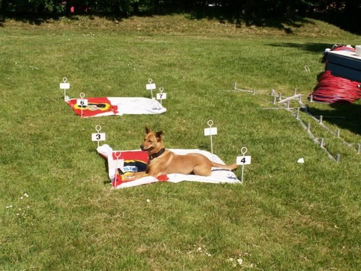 Blanding af racer Lanka RIP - Afdækning i alternativt felt billede 7