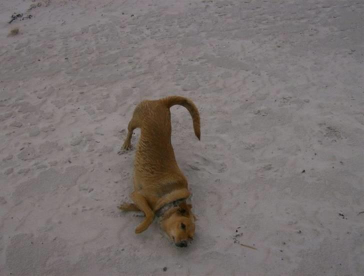 Blanding af racer Lanka RIP - Når man er født på en strand, er der vel ikke noget at sige til, at sand gør én fjollet billede 8