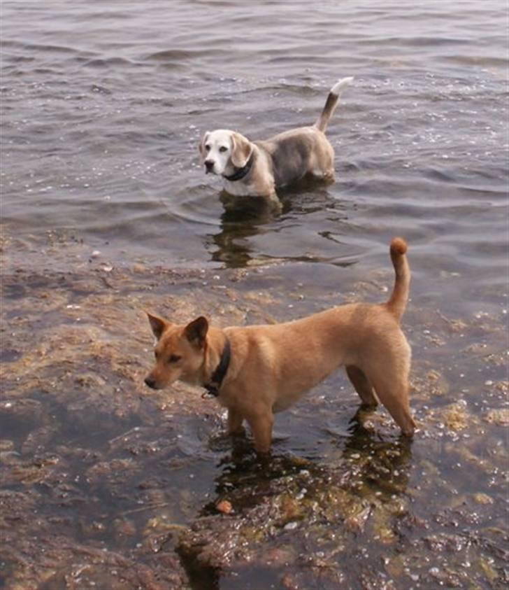 Blanding af racer Lanka RIP - Ude at bade med Punktum billede 9