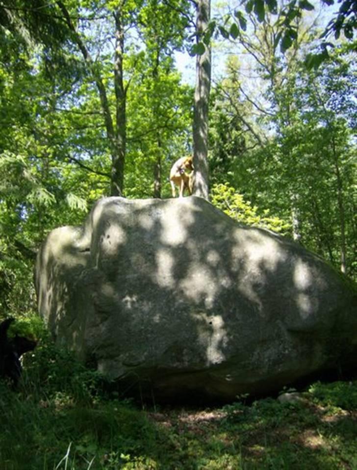 Blanding af racer Lanka RIP - Lidt bjergged er man vel altid billede 10