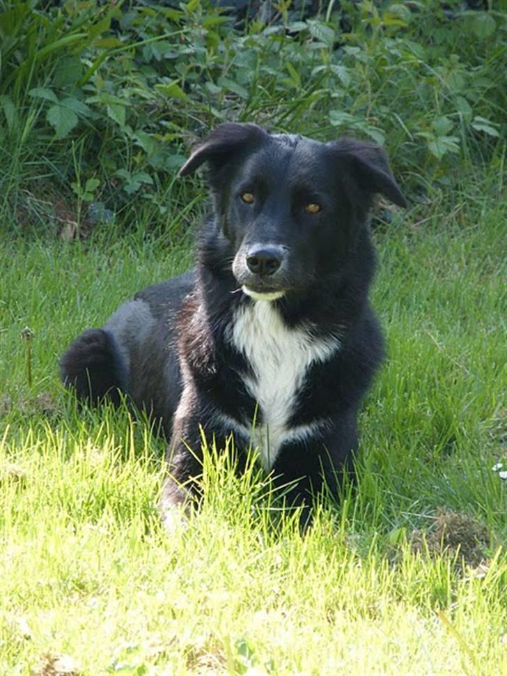 Blanding af racer Qimmit RIP - Nyt foto fra sommerhusturen i 2010 billede 1