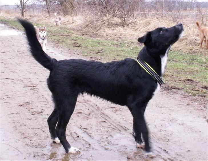 Blanding af racer Qimmit RIP - Op på tå!!! billede 2