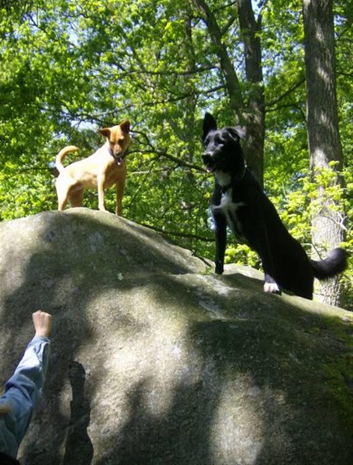 Blanding af racer Qimmit RIP - Højt til vejrs sammen med Lanka på Bornholm billede 3