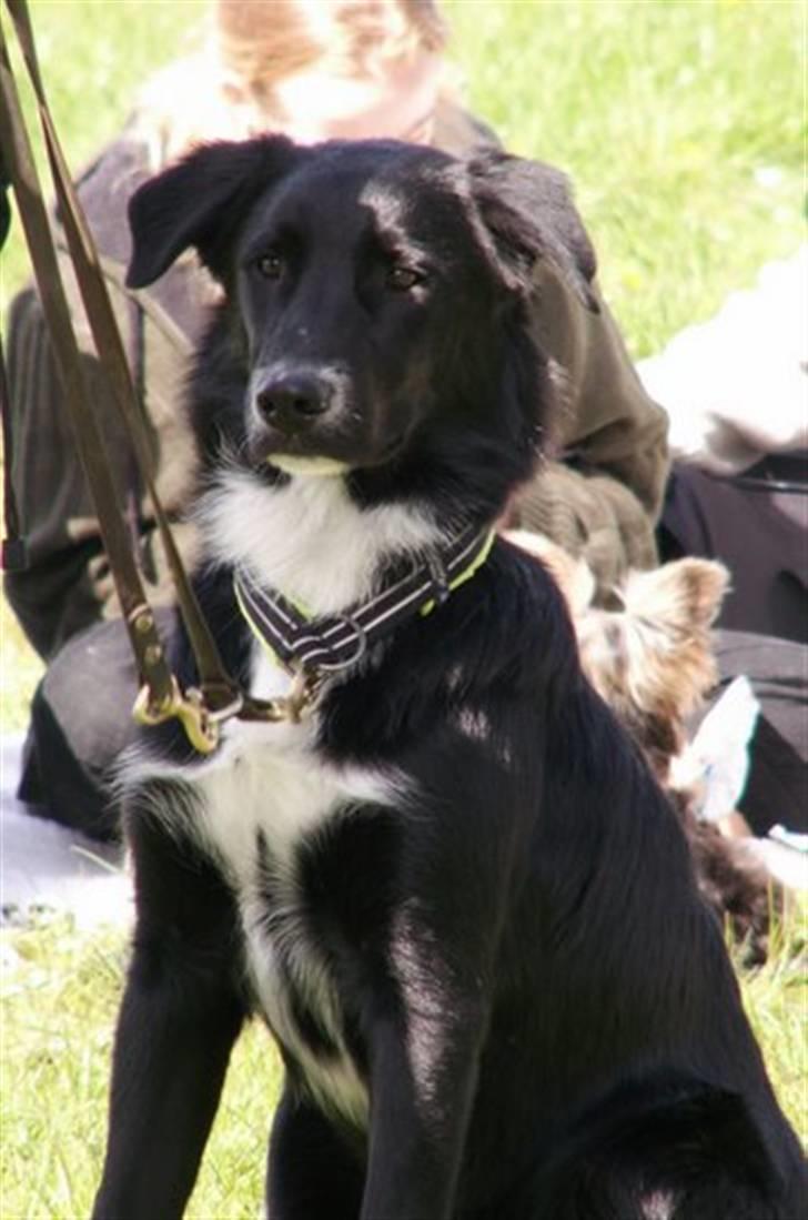 Blanding af racer Qimmit RIP - Koncentration til skuet "Skøn som du er". billede 4