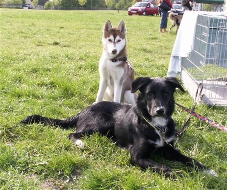 Blanding af racer Qimmit RIP - Afslapning til skuet sammen med lillebror Aqui billede 5