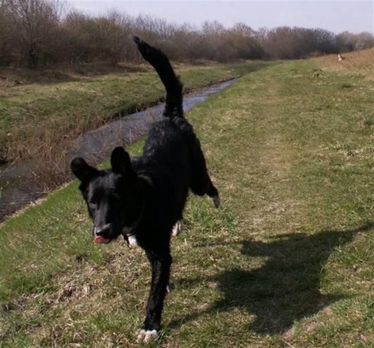 Blanding af racer Qimmit RIP - ALT flaprer når en teenager løber stærkt billede 6