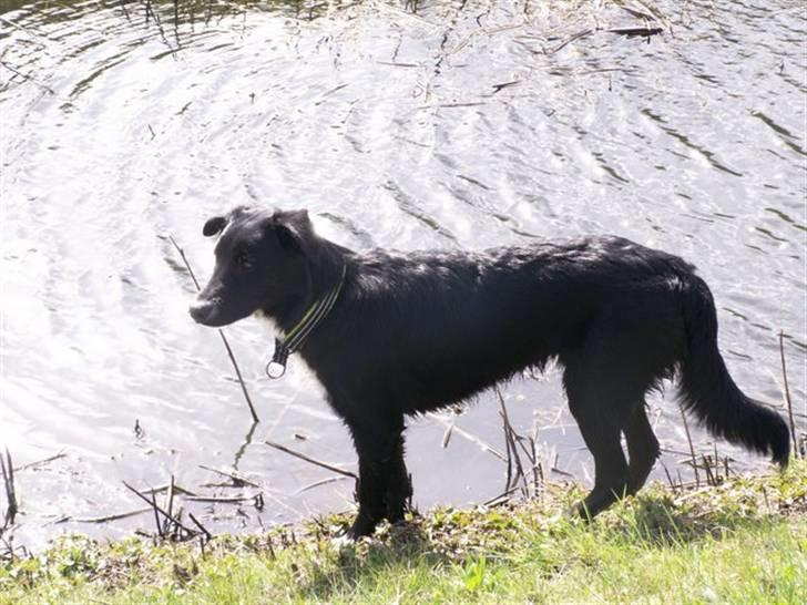 Blanding af racer Qimmit RIP - Jeg stiller mig an - så tager mor nok et billede billede 7
