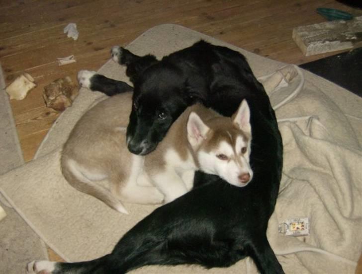 Blanding af racer Qimmit RIP - Sammen med lillebror Aqui, som er hans bedste ven i hele verden. billede 8