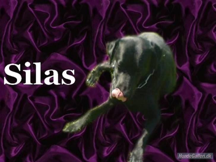 Labrador retriever Silas billede 13