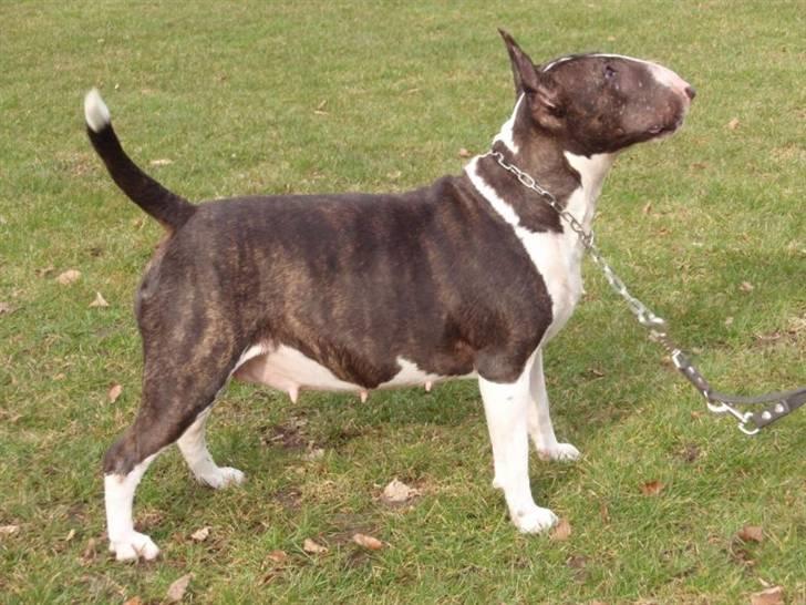 Bullterrier Molly +++R.I.P.+++ - Så blev hun lige Dansk Champion!! Smiler...... billede 1