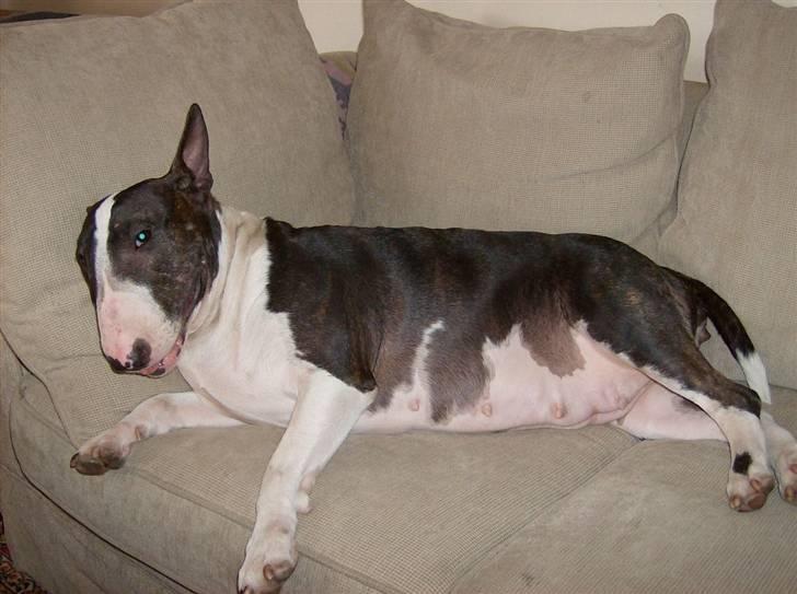 Bullterrier Molly +++R.I.P.+++ - Åhhh en eftermiddags flyder.. ahh dejligt billede 2