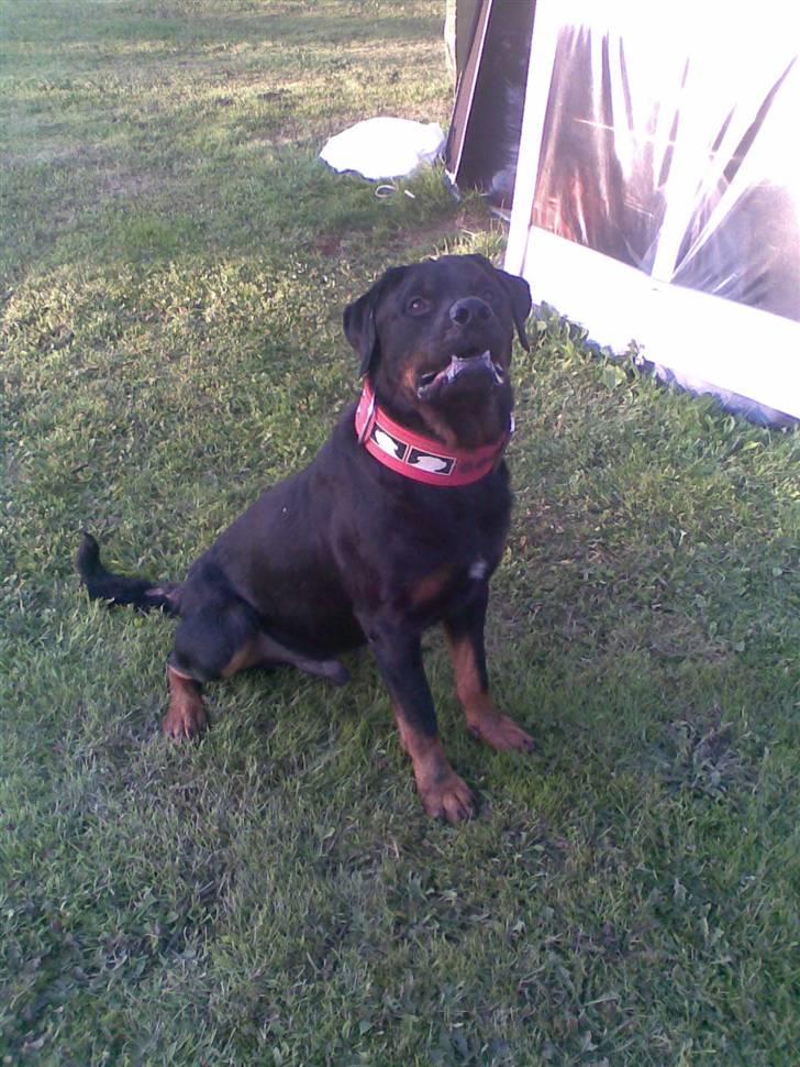 Rottweiler Shakur Kongen *Rip* - nyt billede 3