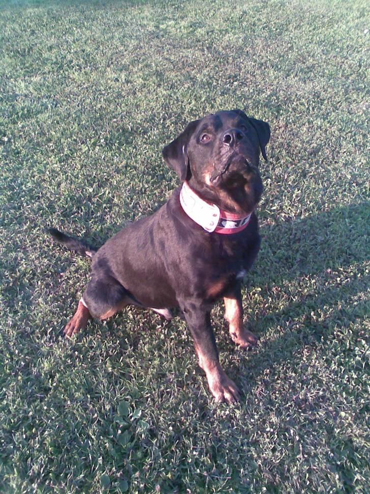 Rottweiler Shakur Kongen *Rip* - nyt billede 4